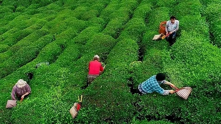 Çay üreticilerine fark ödemesi yapılacak, işte başvuru detayları - Ekonomi