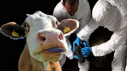 Mavi dil virüsü hastalığının belirtileri belli oldu  - dunya