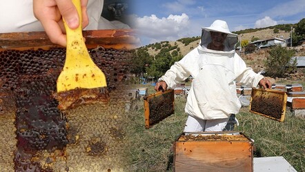 1 kovanla başladı 1 ton bal hasadı yaptı! Köyde tek başına üretiyor, yurt dışına gönderiyor - yasam
