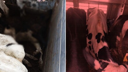 İki tır dolusu düve Kapıkule'de itlaf edildi! Mavi dil hastalığı hayvanların canına mal oldu - haberler