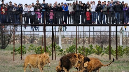 Saniyelik hata can aldı! Aslan sürüsü hayvanat bahçesi çalışanını parçalayarak öldürdü - dunya