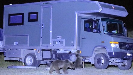 Bitlis'te aç kalan ayılar karavana saldırdı! Korkutan anlar kameralara yansıdı - gundem