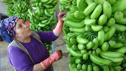 Bahçede 30 TL! Mersin'de muz hasadı erken başladı - haberler