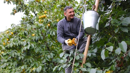 "Sarı altın" çiftçinin yüzünü güldürüyor! Dalında 15 TL'den, kurutulunca 250 TL'den satılıyor - Ekonomi