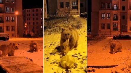 Sıradan bir gün diyerek gülüp geçtiler... Kış uykusuna yatmayan ayılar Sarıkamış'a indi - gundem
