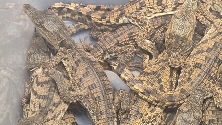 Bir valizin içinde bulundu! Mısır'dan Türkiye'ye getirilen 17 Nil timsahı ile 10 Nil varanına el konuldu - dunya