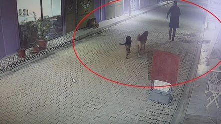 Hatay'da vahşet! Madde bağımlısı cani kedileri köpeklere parçalattı - Gündem