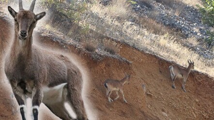 Koruma altıdaki yaban keçileri Kahramanmaraş'ta görüntülendi - yasam