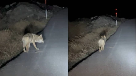 Hakkari'de aç kalan kurtlar şehre indi! O anlar tedirginliğe neden oldu - Gündem