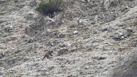 Yer Türkiye! Boz ayıyı görenler şoke oldu - gundem