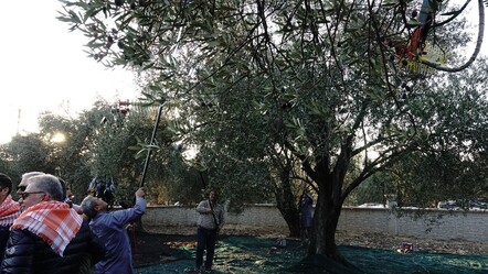 Hasat zamanı! Bin yıllık ağaçtan zeytinyağı - ekonomi