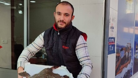 Sinop'ta yakalanan ilginç balığı görenler gözlerine inanamıyor! Kilosu ise hayli pahalı... - gundem