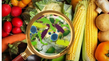 Gıda zehirlenmesi hakkında dikkat edilmesi gereken noktalar - gundem