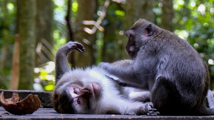 Amerika'da kobay olarak kullanılan 43 maymun firarda! - gundem