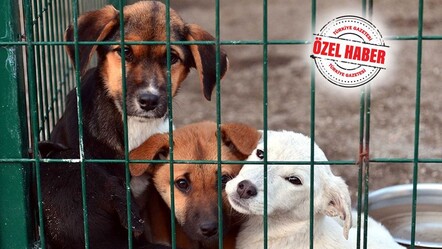 Sokak hayvanlarına dev bütçe! Barınak için arazi tahsis edilecek - gundem