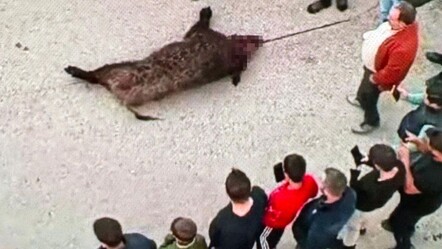 'Yok artık' dedirten görüntüler! Vatandaşlara domuz saldırdı - gundem