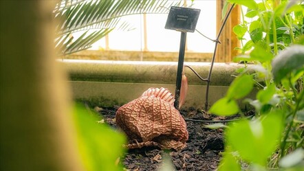 Avustralya’da 10 yılda bir açan Ceset Çiçeği'ne ziyaretçi akını - gundem