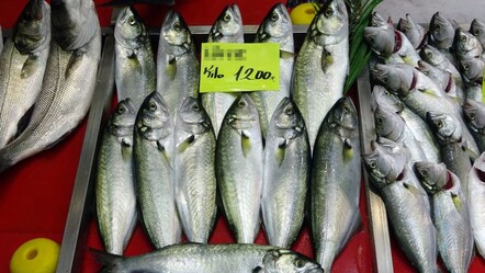 Denizlerin prensi balıkçı tezgahlarında! Kilosu 1.200 liradan satılıyor - ekonomi