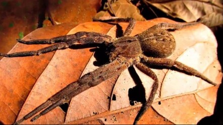 Akılalmaz olay! Üzerine bağladığı yüzlerce tarantula ile kaçarken yakalandı - dunya