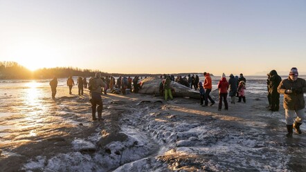Dev Fin balinası kıyıya vurdu: Halk akın etti - dunya