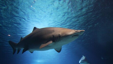 Yeni Zelanda’da dehşet: Köpek balığı saldırısında dalgıç hayatını kaybetti - dunya