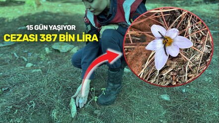 Koparmanın cezası 387 bin lira!  Sultan Çiğdemi jandarmanın koruması altında - gundem