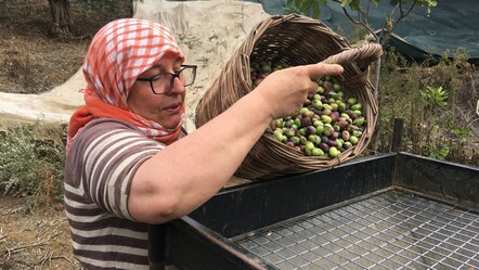 Zeytin üreticileri isyanda, hasat yarım kaldı...Günlük 3 bin liraya çalışacak işçi aranıyor! - gundem