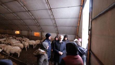 Karaman'da kar faciası! 400'e yakın koyun telef oldu - gundem