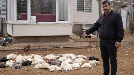 Kırıkkale'de yaşayan Halit Bişkin'e köpek dehşeti şoku! Eve geldiğinde şoke oldu - gundem