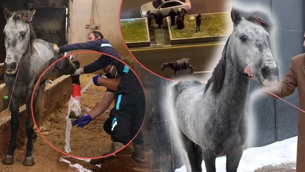 Hareketsizliği yanlış anlaşıldı! Erzurum'da soğuktan dondu denilen atın ayağı kırık çıktı - Gündem