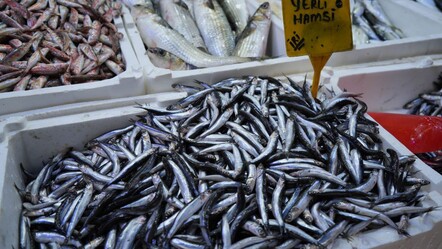 Hem vatandaş hem de balıkçılar şikayetçi! Hamsinin fiyatı 2 katına çıktı - gundem