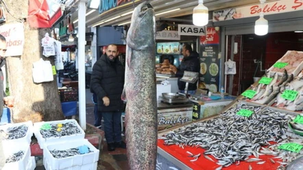 Amasya'da yakalanan 50 kilogramlık balık herkesi hayrete düşürdü - Gündem