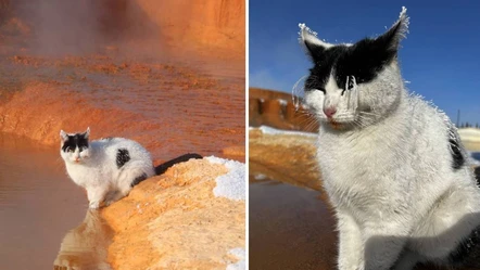 İlginç anlar... Sivas'ın soğuğunda tüyleri ve kaşları donan kedi, kendini termal suya atıp buzlarını eritmeye çalıştı - Yaşam