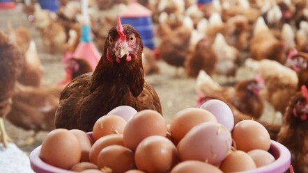 Yumurtada kuş gribi algısı sürüyor! Zamların devam edeceği sinyali verildi, vatandaşlar şikayetçi - ekonomi