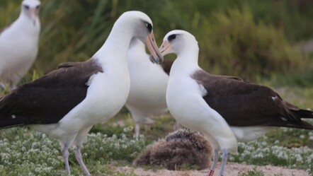 Dünyanın en yaşlı yabani kuşundan sevindirici haber: 74 yaşında yumurtladı - yasam