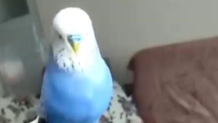 Sübhaneke okuyan muhabbet kuşu sosyal medyayı salladı - yasam