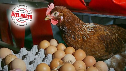 Yumurta ve tavuğa kuş gribi freni! Bir ülke daha Türkiye'den alımı durdurdu - ekonomi