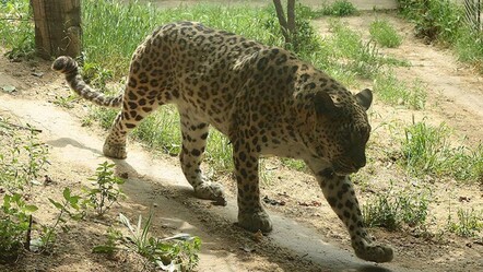 Hindistan’da korkunç ölüm! Küçük çocuğa leopar saldırdı - haberler