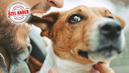 Köpeklerde yetki artık belediyede! Hayvanların korunması yönetmeliği yürürlüğe girdi - gundem