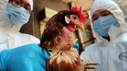 Uzmanlardan “kuş gribi” uyarısı! Tavuk etini fırında 74 derecede pişirin - dunya