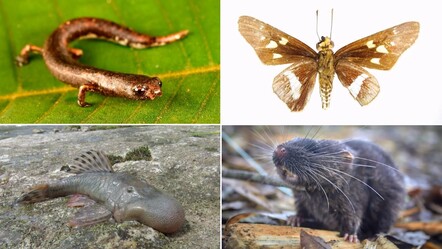 Dünya bu canlıları ilk defa gördü! 27 yeni hayvan türü keşfedildi - gundem