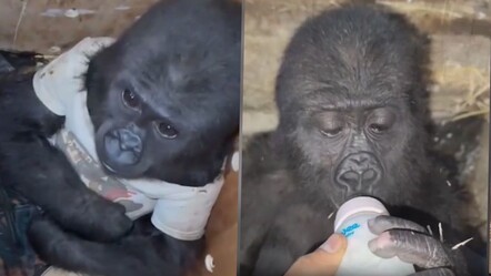 İstanbul Havalimanı'nda bulunup kalpleri eriten yavru goril güvenli ellerde - yasam