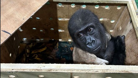 İstanbul Havalimanı'nda yakalanan gorile ne olacak? Karar verildi - dunya