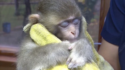 Gorilin ardından bir de maymun! Yavru 'Rhesus'a 'Muko' sahip çıkacak - Gündem