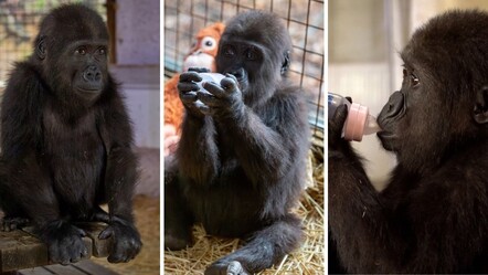 İstanbul Havalimanı'nda bulunmuştu: Yavru gorilden mesaj var - gundem