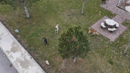 Başıboş köpekler çekim yapan drona saldırdı! Görüntüler şoke etti - gundem