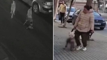 Başıboş köpekler dehşet saçıyor! Ortalarına aldıkları kediyi parçaladılar - yasam