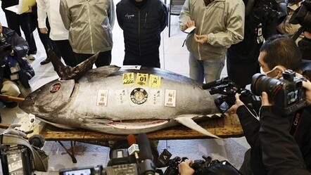 Bu paraya en az 15 tane ev alınır! 276 kilogramlık dev balık rekor fiyata satıldı - ekonomi