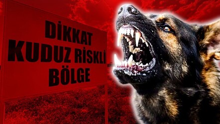 Kuduz köpeklerin ısırmasıyla alarma geçildi! Bir mahalle karantinaya alındı - gundem