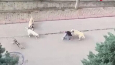 Başıboş köpek dehşeti! 13 yaşındaki çocuğa saldırdılar - gundem